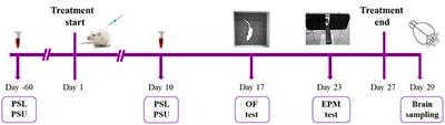 Constitutive Serotonin Tone Modulates Molecular and Behavioral Response to Chronic Fluoxetine Treatment: A Study on Genetic Rat Model